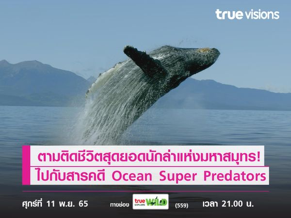 ตามติดชีวิตสุดยอดนักล่าแห่งมหาสมุทร! ไปกับสารคดี Ocean Super Predators