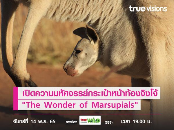 ศึกษาเรื่องราวความมหัศจรรย์ ของกระเป๋าหน้าท้องจิงโจ้ ไปกับสารคดี "The Wonder of Marsupials"