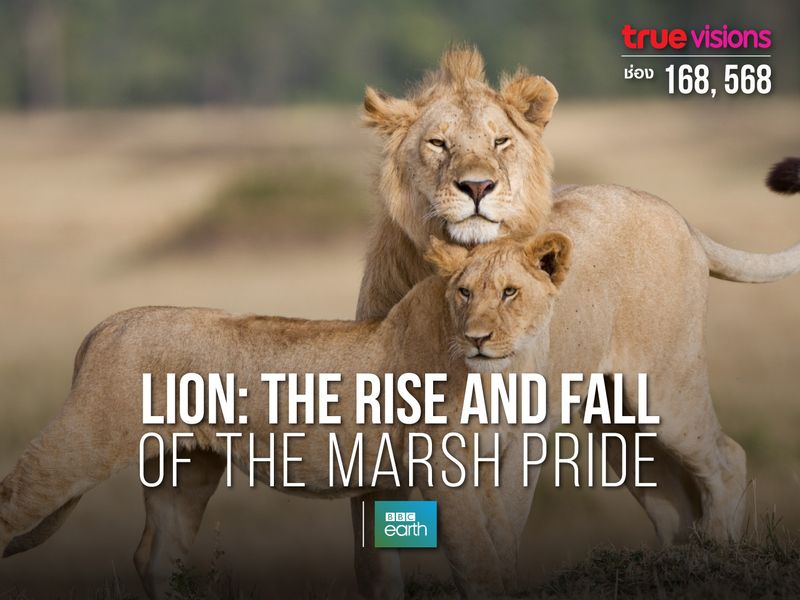 Lion: The Rise and Fall of The Marsh Pride