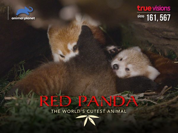 Red Panda: World’s Cutest Animal