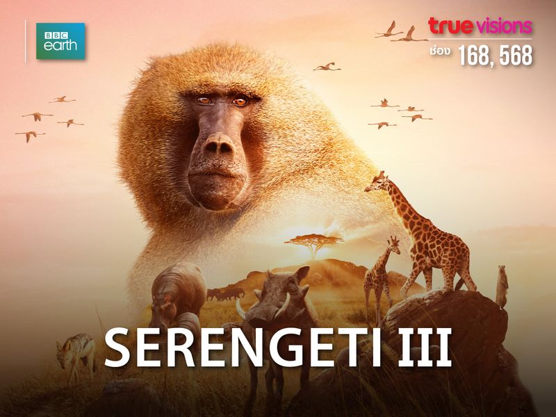 Serengeti III