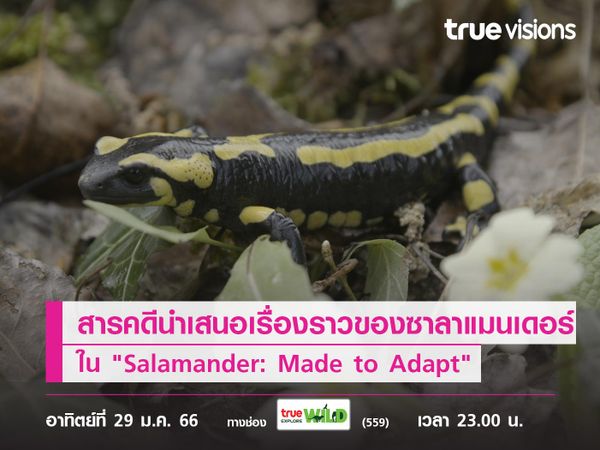 สารคดีนำเสนอเรื่องราวของซาลาแมนเดอร์กับชีวิตสุดทึ่งใน "Salamander: Made to Adapt"