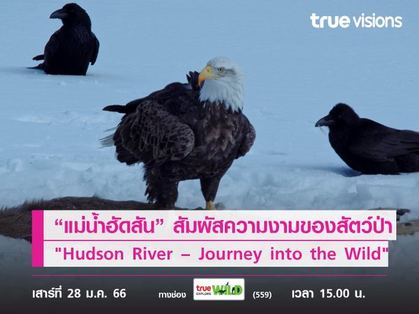 “แม่น้ำฮัดสัน” การเดินทางสู่ป่า! สัมผัสความงามของสัตว์ป่า ใน "Hudson River – Journey into the Wild"