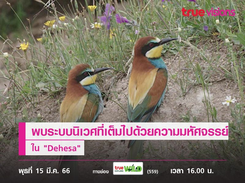 พบระบบนิเวศที่เต็มไปด้วยความมหัศจรรย์ใน "Dehesa"