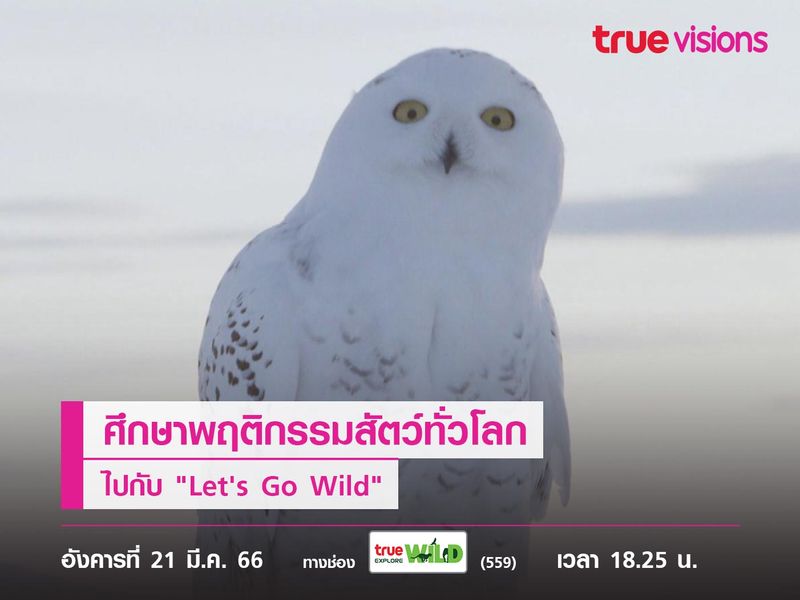 ศึกษาพฤติกรรมสัตว์ทั่วโลก ไปกับ "Let's Go Wild"