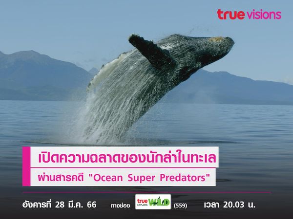 สุดยอดนักล่าแห่งมหาสมุทร! เปิดความฉลาดของนักล่าในทะเล ผ่านสารคดี "Ocean Super Predators"