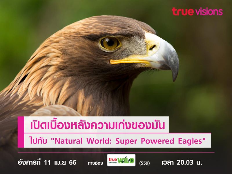 พบสุดยอดพลังนกอินทรี  เปิดเบื้องหลังความเก่งของมัน ไปกับ "Natural World: Super Powered Eagles"