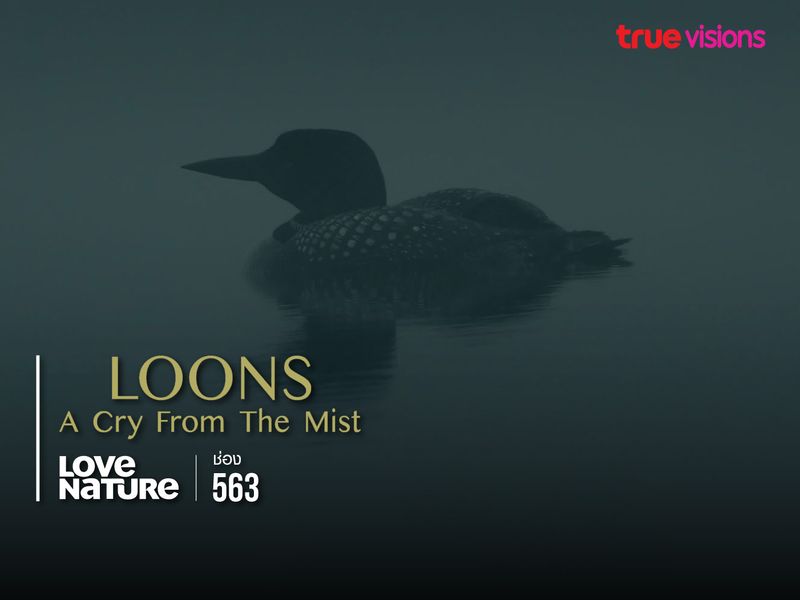 Loons: A Cry from the Mist