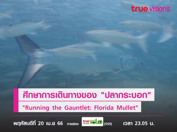 ศึกษาการเดินทางครั้งใหญ่ของ "ปลากระบอก" ไปกับ "Running the Gauntlet: Florida Mullet"
