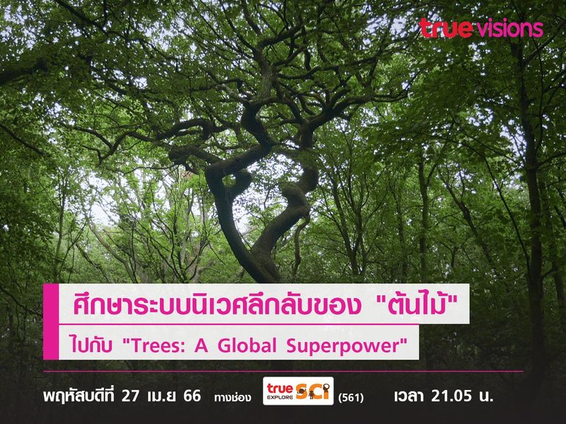 ศึกษาระบบนิเวศลึกลับของ "ต้นไม้" ไปกับ "Trees: A Global Superpower"