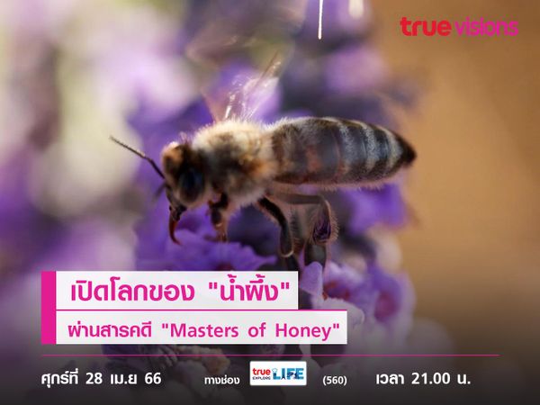 กว่าจะเป็น "น้ำผึ้งชั้นเลิศ" เปิดโลกของ "น้ำผึ้ง" ผ่านสารคดี "Masters of Honey"