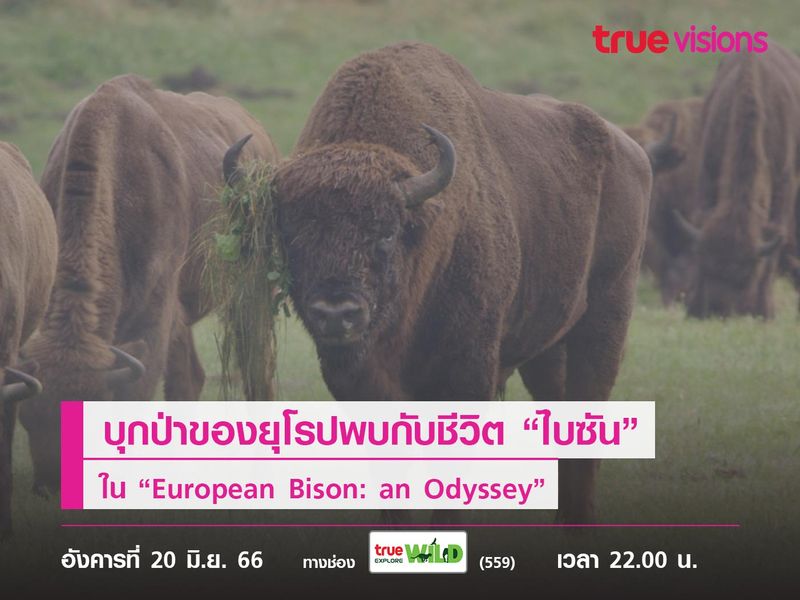 บุกป่าดึกดำบรรพ์แห่งสุดท้ายของยุโรปพบกับชีวิต “ไบซัน” ใน “European Bison: an Odyssey”