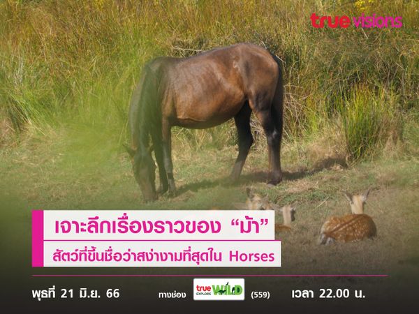 เจาะลึกเรื่องราวของ “ม้า” สัตว์ที่ขึ้นชื่อว่าสง่างามที่สุดใน Horses 