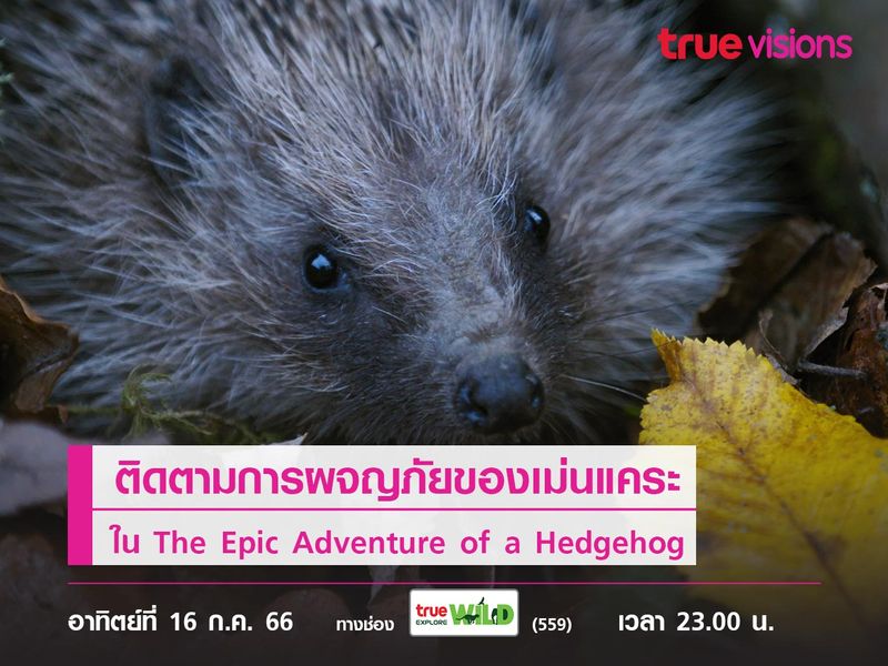 ติดตามการผจญภัยของเม่นแคระใน The Epic Adventure of a Hedgehog