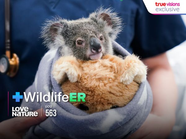 Wildlife ER