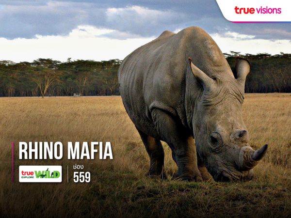 Rhino Mafia
