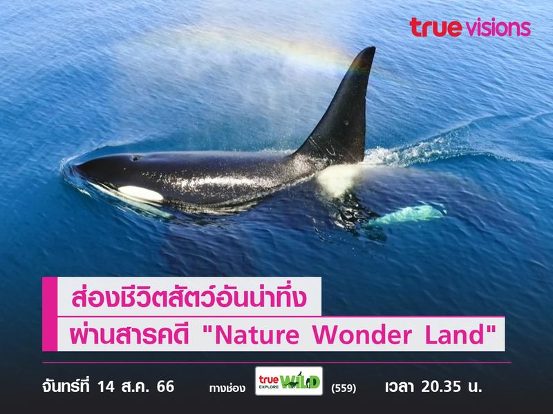 ส่องชีวิตสัตว์อันน่าทึ่ง ผ่านสารคดี "Nature Wonder Land"