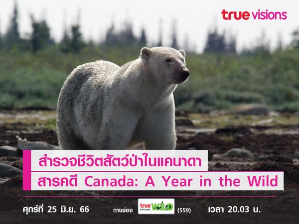 สำรวจชีวิตสัตว์ป่าในแคนาดา ผ่านสารคดี Canada: A Year in the Wild