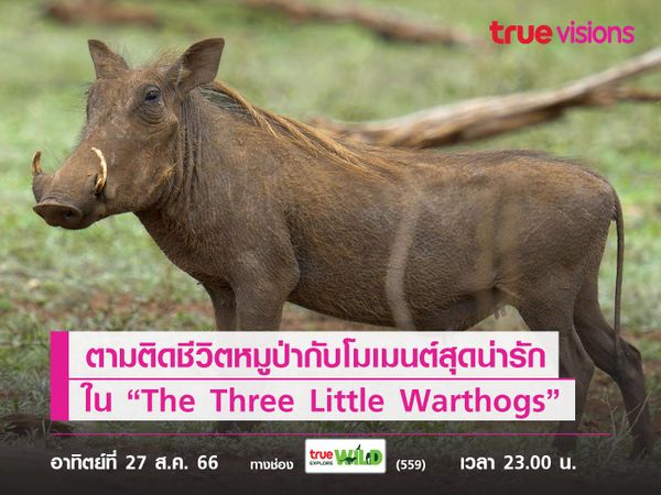 ตามติดชีวิตหมูป่า 3 ตัว กับโมเมนต์สุดน่ารัก ใน “The Three Little Warthogs”