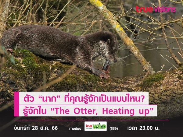 ตัว “นาก” ที่คุณรู้จักเป็นแบบไหน? ทำความรู้จักใน “The Otter, Heating up”