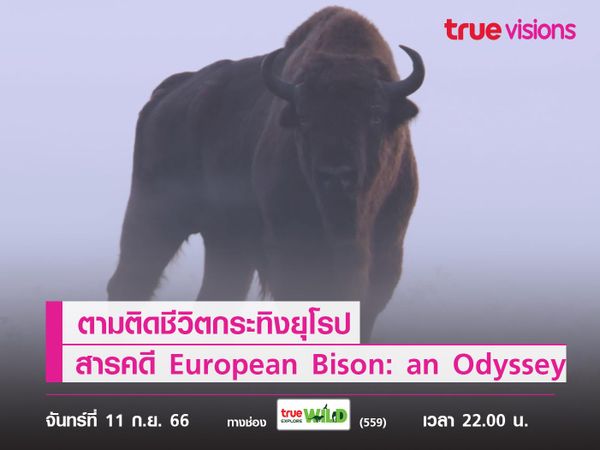 ตามติดชีวิตกระทิงยุโรปไปกับสารคดี “European Bison: an Odyssey”