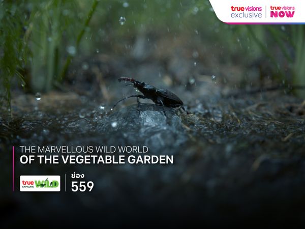 The Marvellous Wild World of the Vegetable Garden