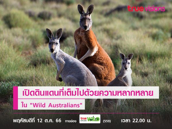 ส่องชีวิตสัตว์ใน "ออสเตรเลีย" ดินแดนที่เต็มไปด้วยความหลากหลาย  ใน "Wild Australians"