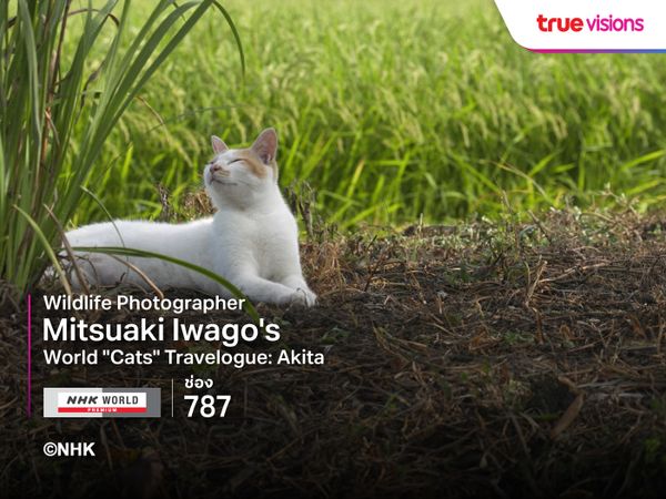 Wildlife Photographer Mitsuaki Iwago's World "Cats" Travelogue: Akita