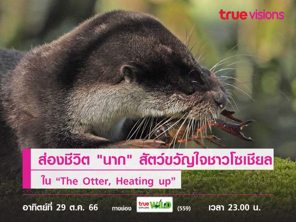 ส่องชีวิต "นาก" สัตว์ขวัญใจชาวโซเชียล ใน “The Otter, Heating up”