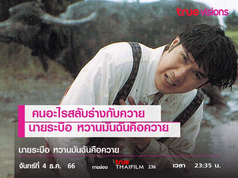 คนอะไรสลับร่างกับควาย "นายระบือ หวานมันฉันคือควาย"