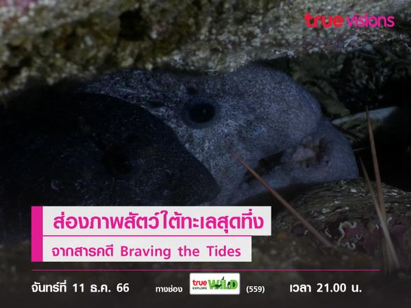 ส่องภาพสัตว์ใต้ทะเลสุดทึ่งจากสารคดี Braving the Tides