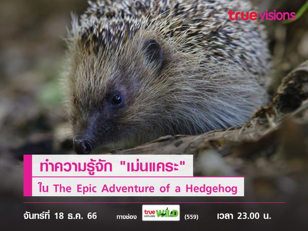 ทำความรู้จัก "เม่นแคระ" ใน The Epic Adventure of a Hedgehog