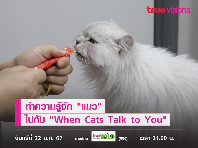 ทำความรู้จัก "แมว" ไปกับ "When Cats Talk to You" 