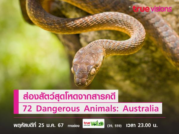 ส่องสัตว์สุดโหด จากสารคดี 72 Dangerous Animals: Australia