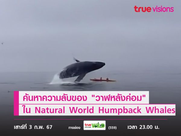 ค้นหาความลับของ "วาฬหลังค่อม" ใน Natural World Humpback Whales