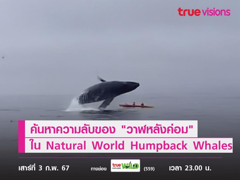 ค้นหาความลับของ "วาฬหลังค่อม" ใน Natural World Humpback Whales