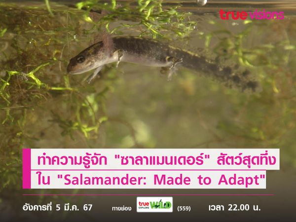 ทำความรู้จัก "ซาลาแมนเดอร์" สัตว์สุดทึ่ง ใน "Salamander: Made to Adapt"