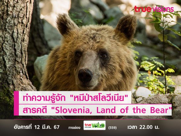 ทำความรู้จัก "หมีป่าสโลวีเนีย" ไปกับสารคดี "Slovenia, Land of the Bear"