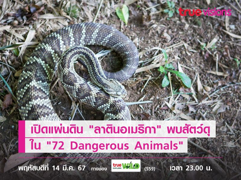 เปิดแผ่นดิน "ลาตินอเมริกา" พบสัตว์ดุ ใน "72 Dangerous Animals: Latin America"