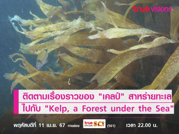 ติดตามเรื่องราวของ "เคลป์" สาหร่ายทะเล ไปกับ "Kelp, a Forest under the Sea"