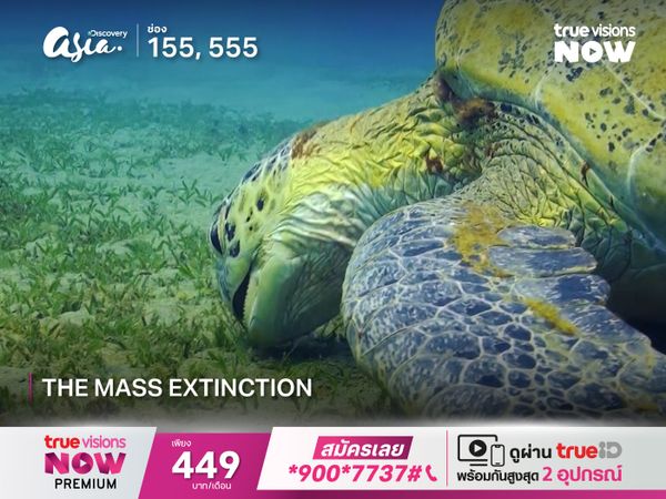 The Mass Extinction