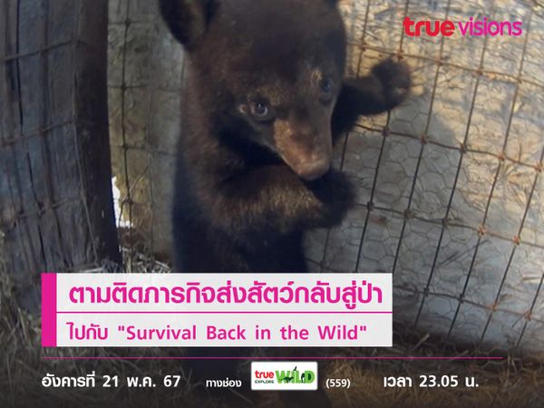 ตามติดภารกิจส่งสัตว์กลับสู่ป่า ไปกับ "Survival Back in the Wild"