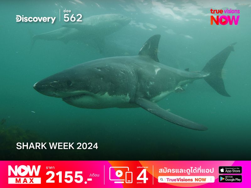 Shark Week 2024