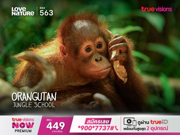 Orangutan Jungle school