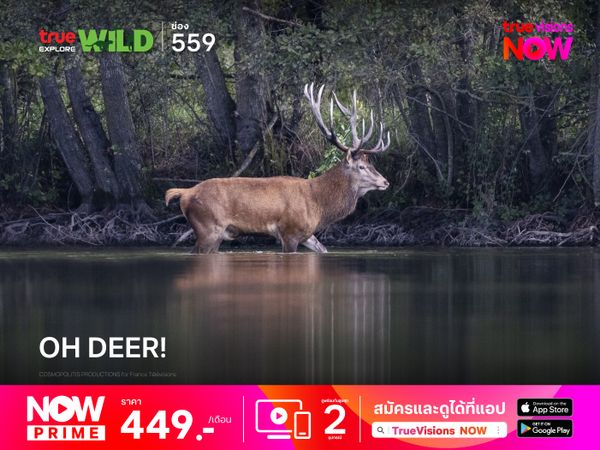 Oh Deer!