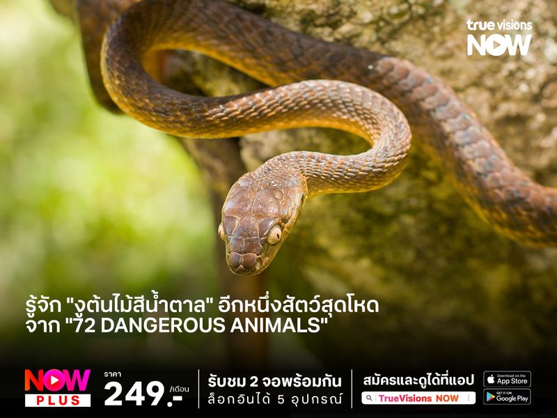 รู้จัก "งูต้นไม้สีน้ำตาล" อีกหนึ่งสัตว์สุดโหด จาก "72 Dangerous Animals"