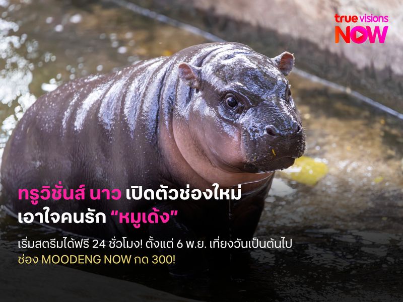 ทรูวิชั่นส์เปิดตัวช่องใหม่ เอาใจคนรัก “หมูเด้ง”