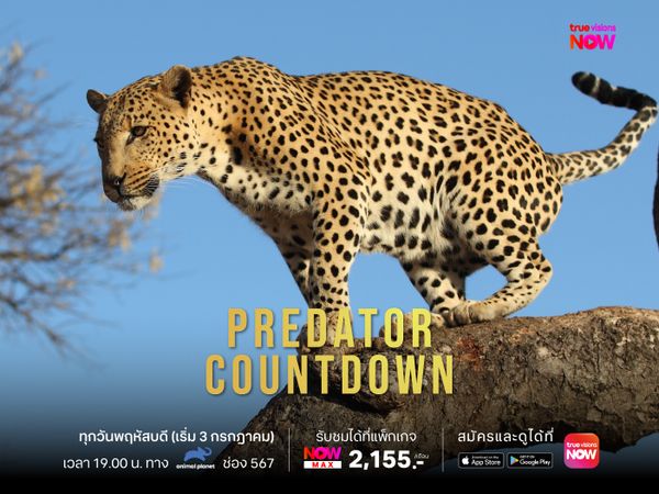 Predator Countdown ถอดรหัสล่า
