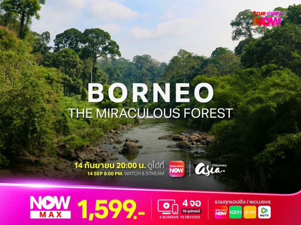 Borneo – The Miraculous Forest