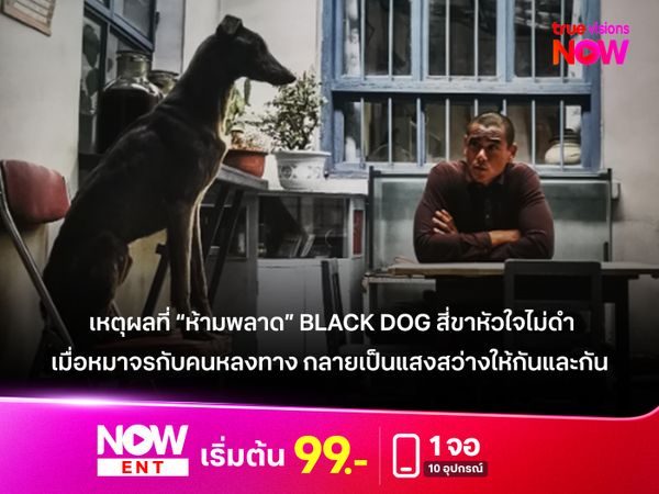 เหตุผลห้ามพลาด "Black Dog" สี่ขาหัวใจไม่ดำ เมื่อหมาจรกับคนหลงทาง กลายเป็นแสงสว่างให้กัน